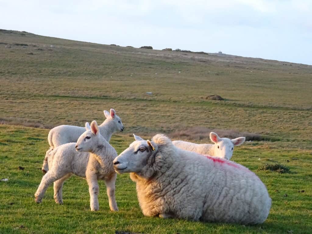Lambs with mother on the grass
