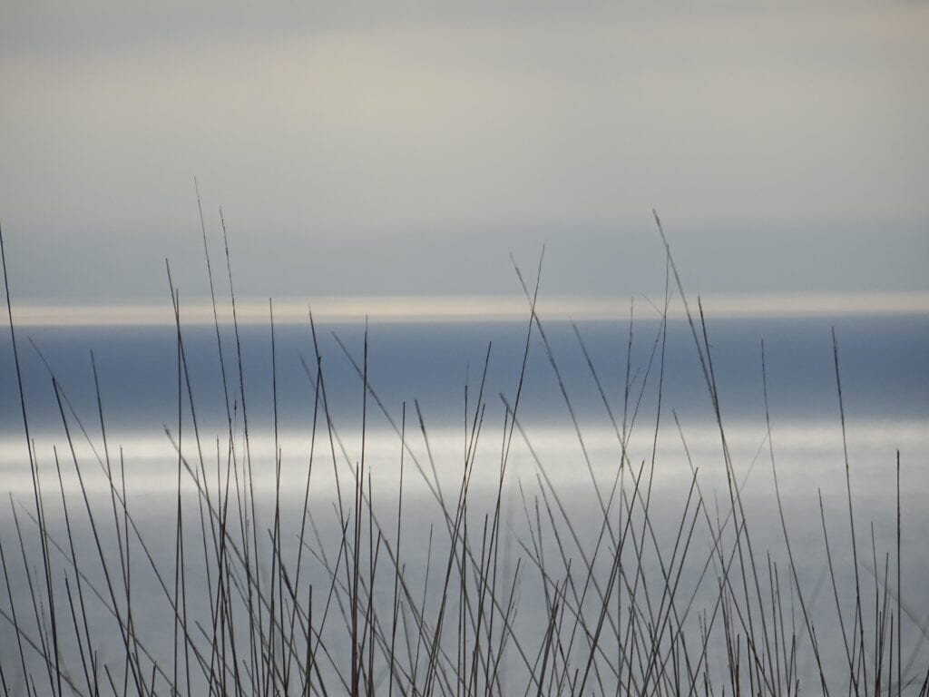 Tall grass overlooking the sea at dawn