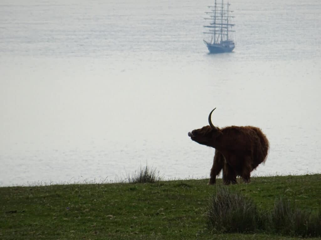 Highland cow scratching with its tongue out overlooking the sea with a boat in the distance.