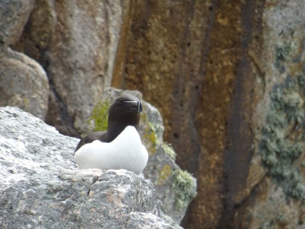 Razorbill on a rock