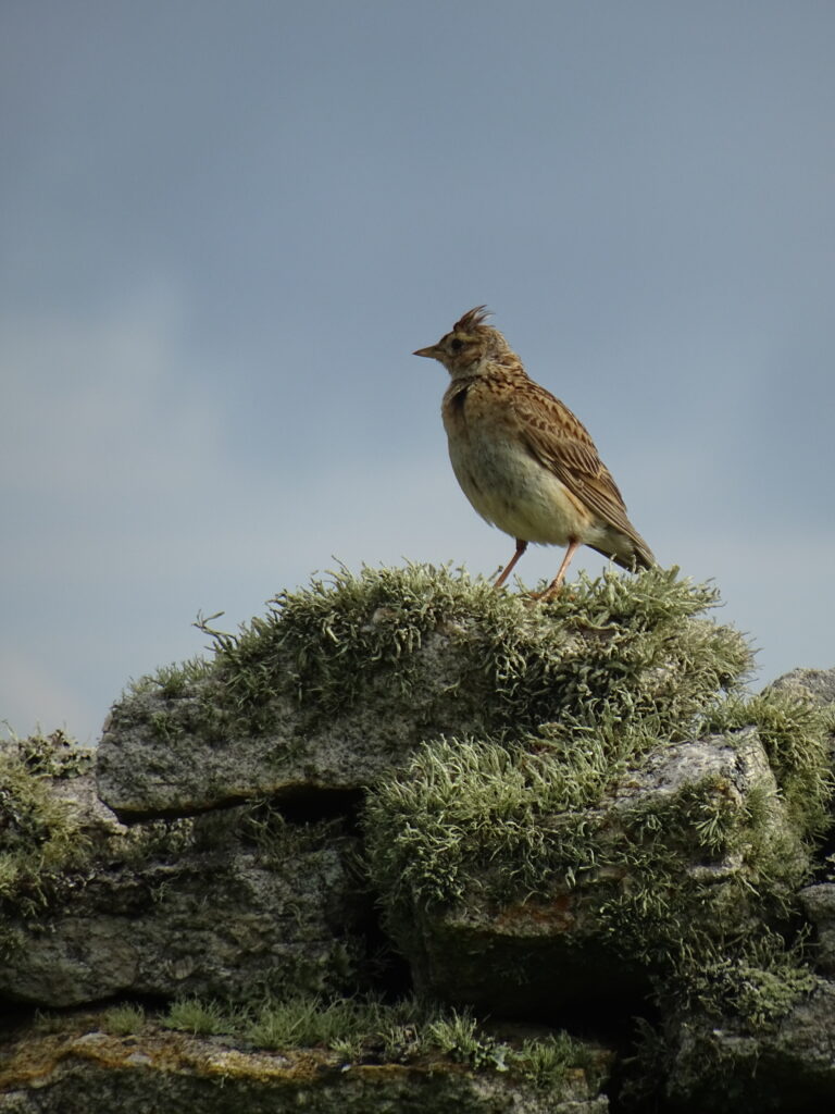 Skylark on a lichen filled dry stone wall