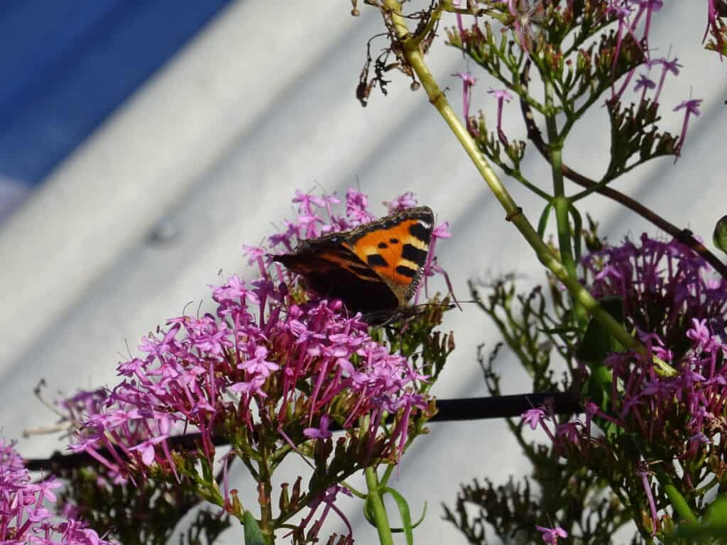 Tortoise shell butterfly on pink flowers.
