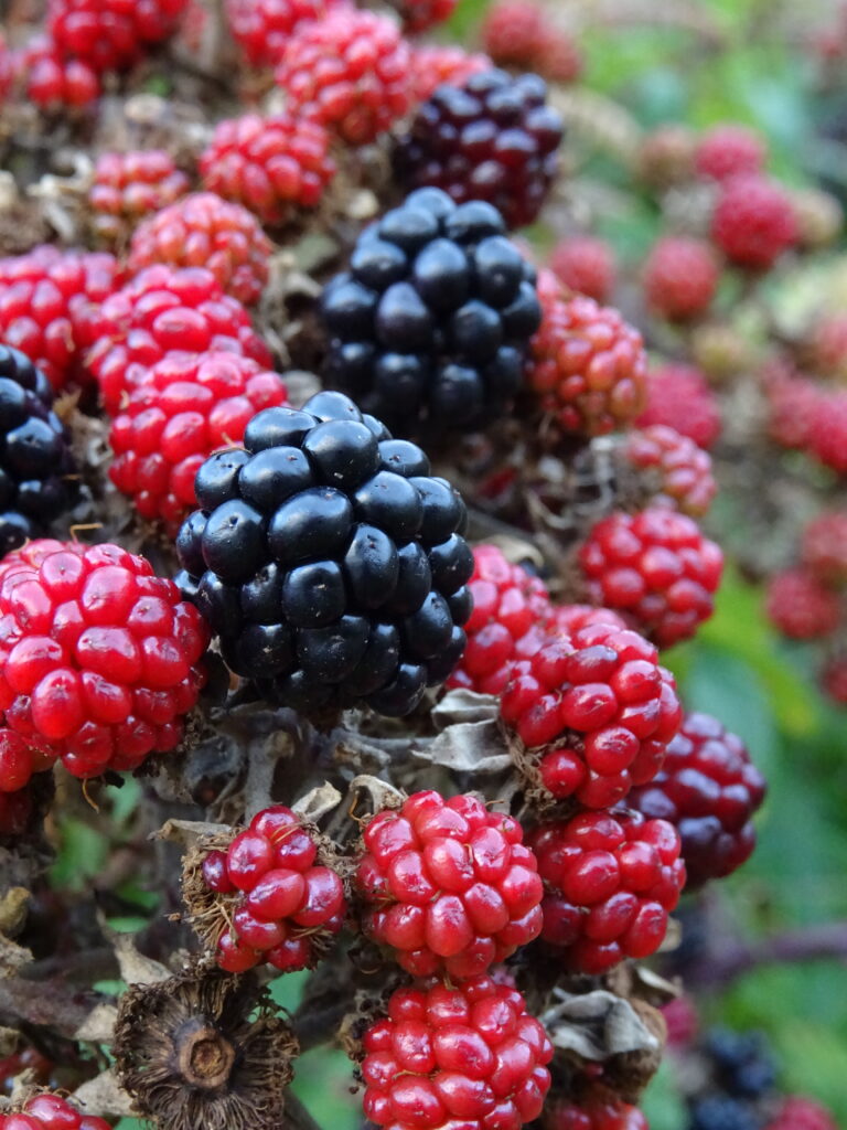 Red and black blackberries on the bush