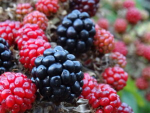 Read more about the article Ladies! Should You Wear A Bra Whilst Hiking?