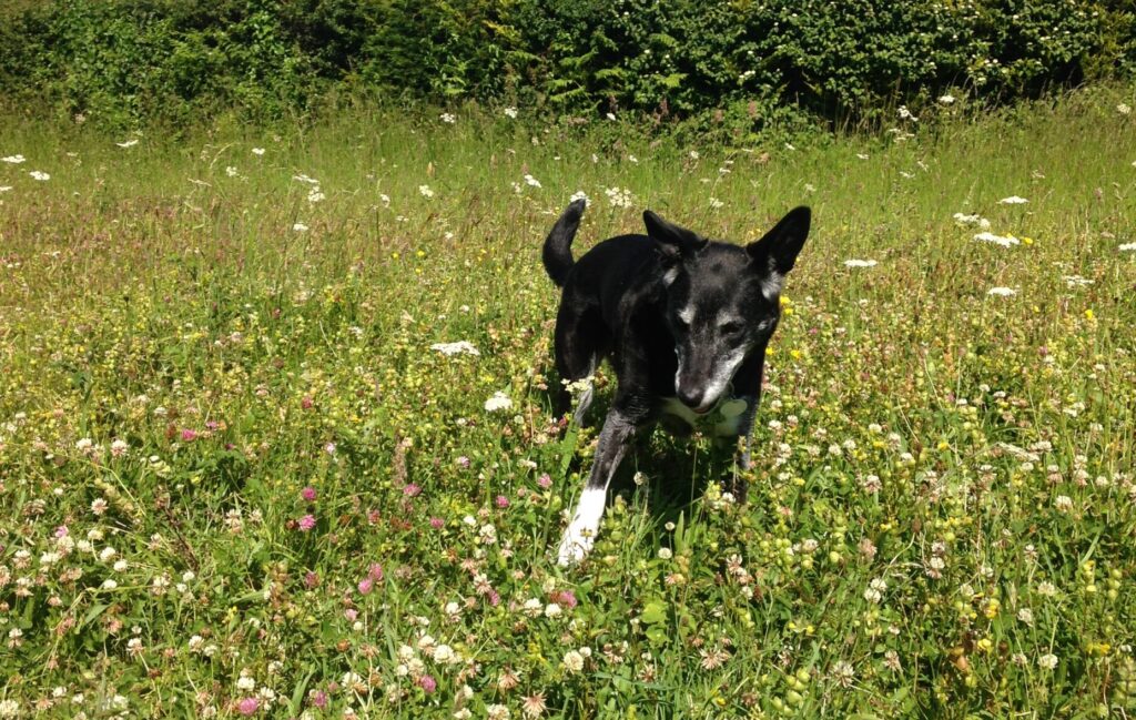 Older Colli Cross Lab in a wildflower field on a walk
