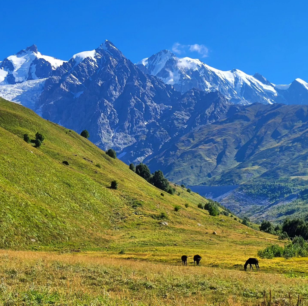 Adishi Glacier with grass meadows, horses and mountains in the distance
