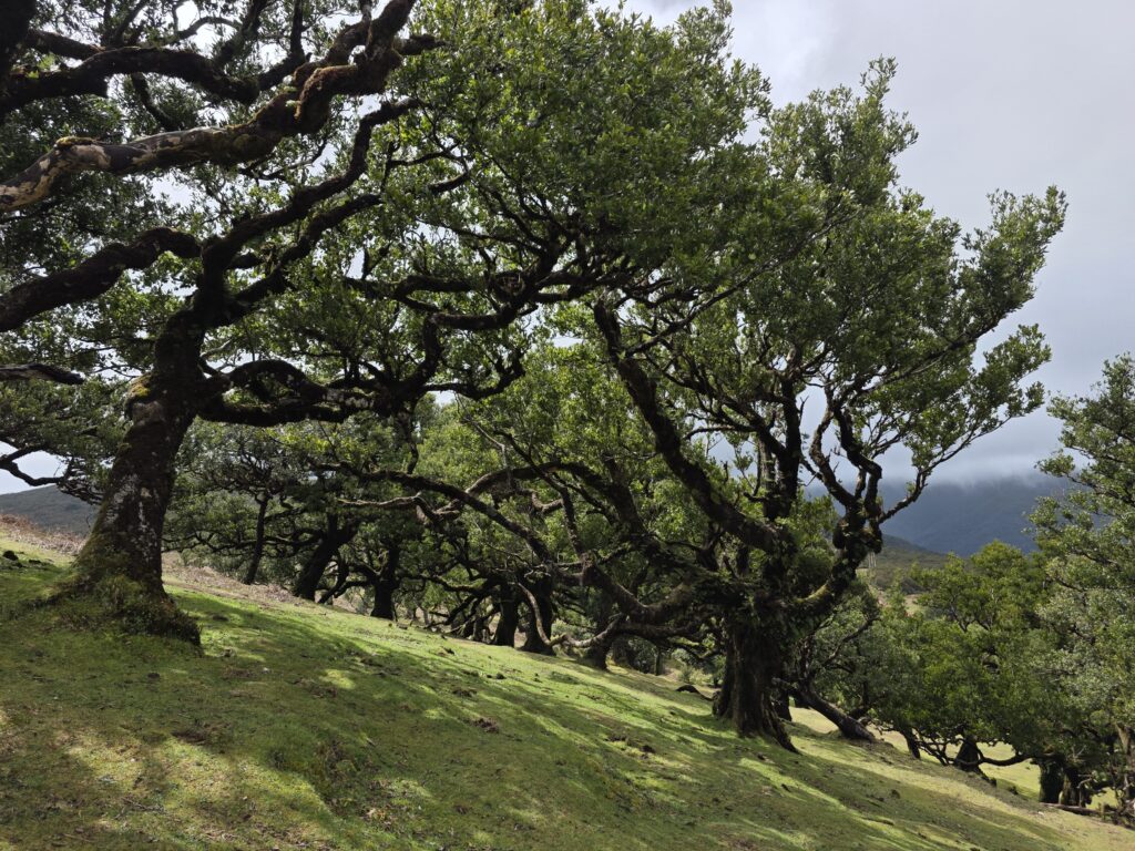 Fanal forest Madeira
