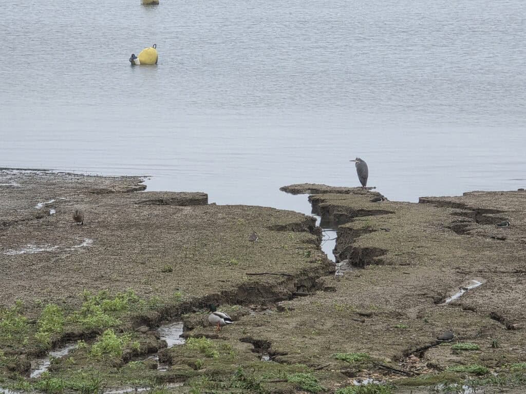 Grey Heron on Rutland Water