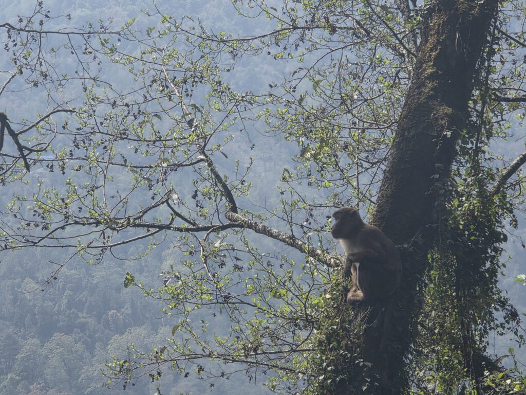 Macaque in tree looking at horizon